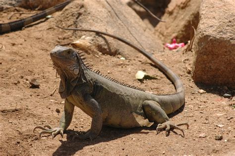 Iguanas are large lizards that can range from 1.2 t