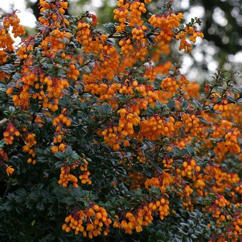 Lizisanchez Leaks +18 🍆 155 Vids