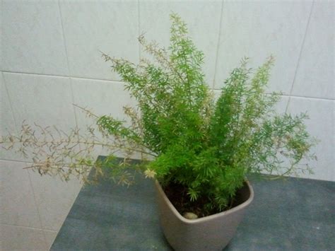 💦 Lizzy68 Onlyfans Leaked XXX