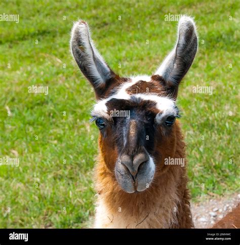 Llama Face Photos and Premium High Res Pictures - Getty Images