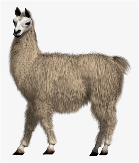 Llama download. Things To Know About Llama download. 