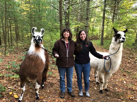 Llama farm near me. M: 07580 158 010. Address: Briery Hill House, Briery Hill Lane, Kilcot, Newent, GL18 1NH. Visit our beautiful llama farm in Newent, Gloucestershire, for an unforgettable experience. Call Briery Hill Llamas on 07580 158 010 or 01989 720 517. 
