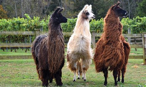 Llama farms near me. During your Llama Walk, you will trade llamas with the other guests approximately every 10 minutes, until you have walked, photographed and fed all the llamas! This 2-hour, unforgettable llama encounter costs $60 per person (plus a $3.60 processing fee). 