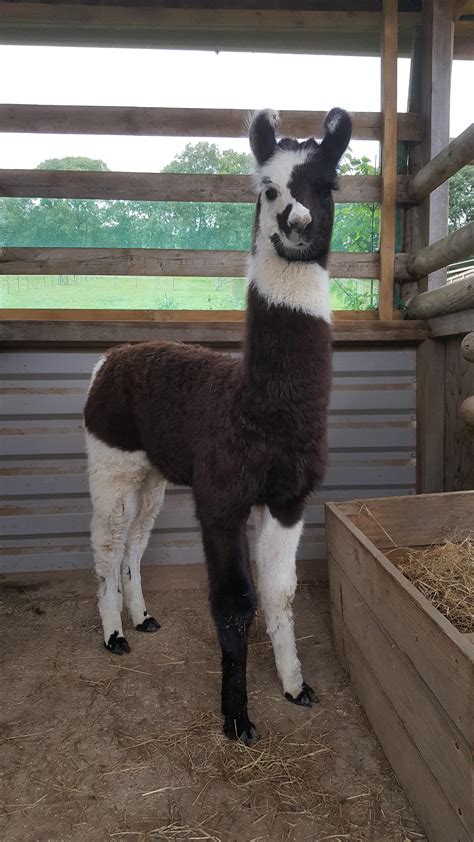 Llama for sale. Sold Llamas. Burnt Mountain Llamas is a llama farm located in central Virginia ( VA ) and offers llamas for sale, breedings, and show quality llamas. We serve the entire United States, Virginia, Charlottescille and Shenandoah valley. Visitors are always welcome. 