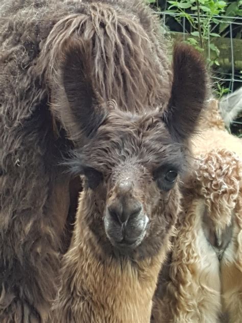 Llama for sale near me. Click on the thumbnails for larger pictures. Click here to see male llamas for sale. Female llama for sale. Abigail. female born 5/1/10; Sire: Silvero; Dam: Annick. Thank you, Susan & Lee Falbo! Female llama for sale. Aleesha. 