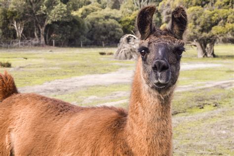 A baby llama is called a cria. Crias may be the result of breeding between two llamas, two alpacas or a llama-alpaca pair. Mama llamas carry their young for roughly 350 days. They usually have single births, with the baby weighing anywhere .... 