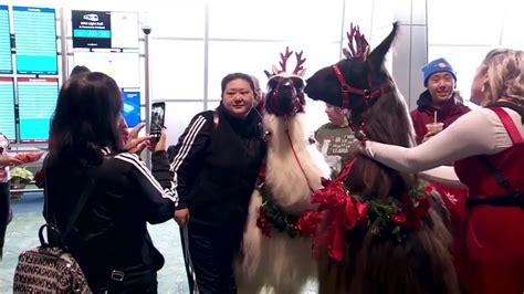 Llama therapy at Portland airport eases holiday travel stress