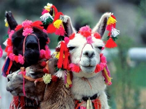 Llamas Onlyfans Leak