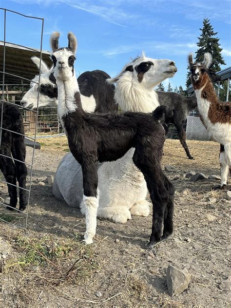 Llamas for sale - EVERGREEN LLAMAS KALAMA, WA (360) 901-1073