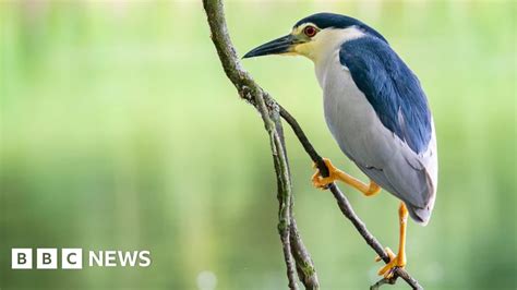 LlanarthneyHeron