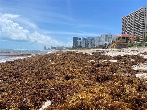 Llegó el sargazo mal tiempo Miami Beach Semana Santa