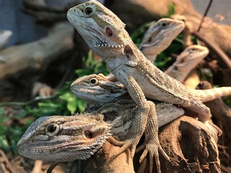 Quantity buying allows us to sell our vast selection of REPTILE SUPPLIES at unbelievably low prices. We also offer REPTILES and other exotic animals from around the world. We carry every supply needed to care, maintain, and breed healthy reptiles. Call us 7 days a week, toll free at 888-54-REPTILE or email us here.. 