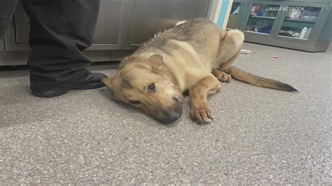 Louisville Metro Animal Services has had to start euthanizing dogs.. 