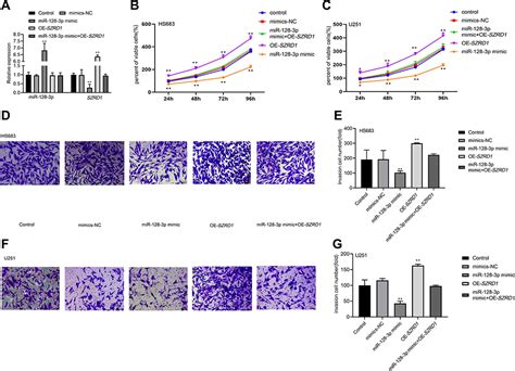 LncRNA FOXD3-AS1 promotes tumorigenesis of glioma CMAR