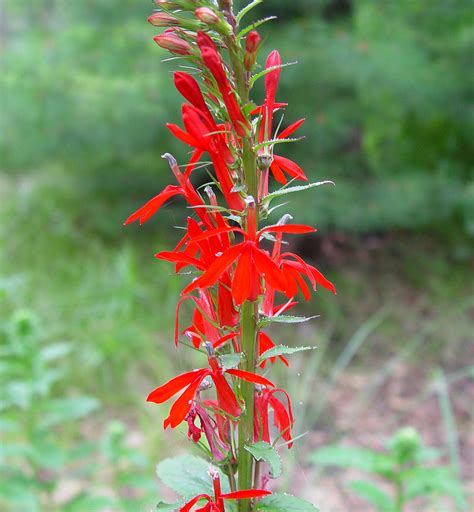 Lobelia cardinalis (cardinal-flower, red lobelia): Go Botany