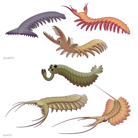 Here we report an organism with a many Cambrian lobopods bore pairs of non-segmented mixture of characters, including features characteristic of primitive limbs has made paleontologists to believe that arthropods (e.g., primary cephalization with paired eyes， those worm-like creatures might be ancestral to all ar- paired antennae, and .... 