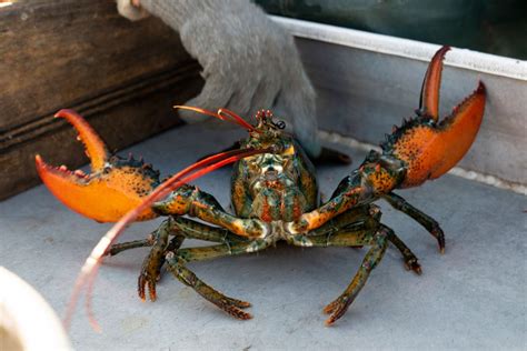 Lobster ‘red list’ draws ire, lawsuit from Maine fishers