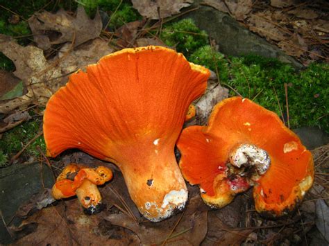 Lobster mushroom near me. Pacific Rim Mushrooms. Sanna Lindberg / Getty Images. This Canadian company has a large selection of fresh wild mushrooms from the west coast of Canada and the United States: morels, chanterelles, hedgehog, bear's tooth, trumpet, lobster, and more. Pacific Rim Mushrooms also provides unique greens such as fiddleheads and wild … 