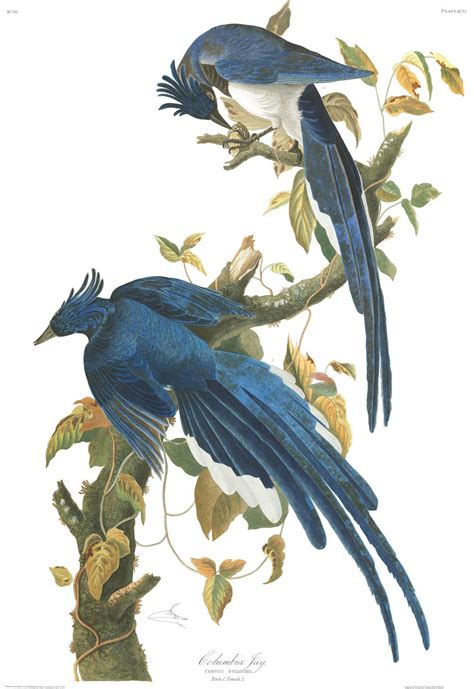Local Audubon Society creates online gallery for bird art