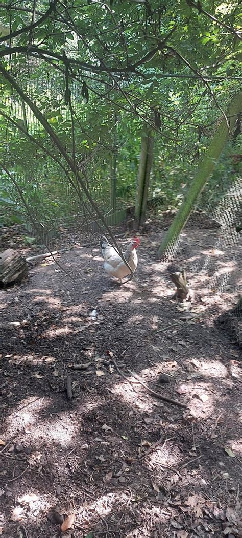 codini.rgarabwor.edu.pl. 