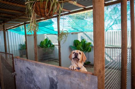 Local Dog Boarding Kennels in Healesville VIC - Yellow Pages