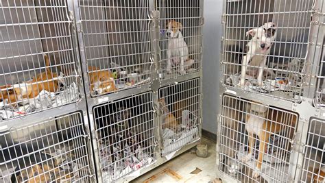 Local animal shelter warns of 'extreme overcrowding'; calls for community help