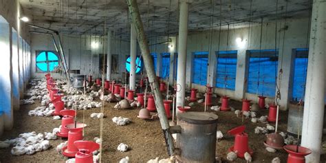 Local chicken farms near me. Things To Know About Local chicken farms near me. 
