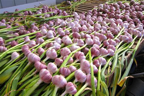 Local craft garlic growers hoping to double yield for 2024 harvest