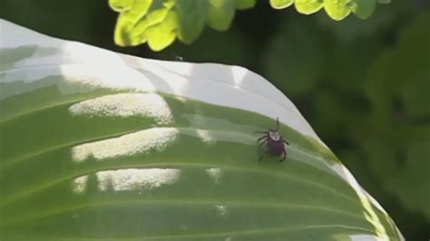 Local doctor explains best ways to prevent, treat ticks and poison ivy
