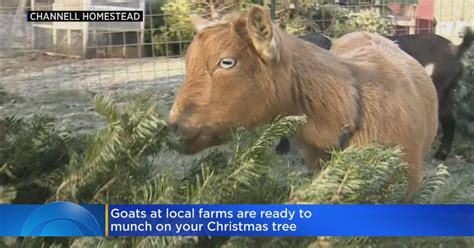 Local farms accepting donated Christmas trees 