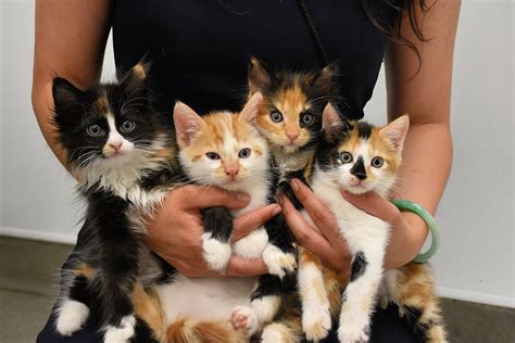 Local kittens for free. .  <a href=https://ballards.5stardesigners.net/assets/uft9/rugby-obi...