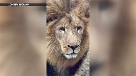 Local lion donates blood to help his brother in rare transfusion at Franklin Park Zoo