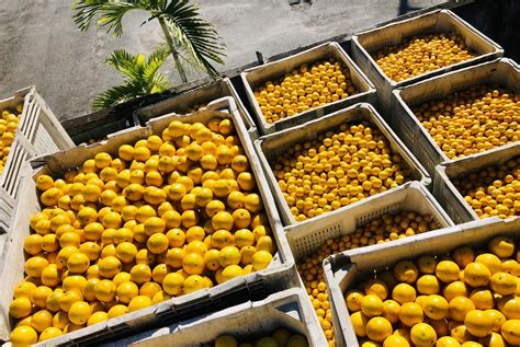 Local oranges near Fort Lauderdale, FL - LocalHarvest