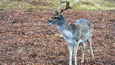 Local parks donate thousands of pounds of hunted venison to families in need