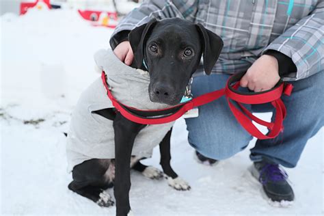 Local trainers say pandemic puppy boom leading to social …