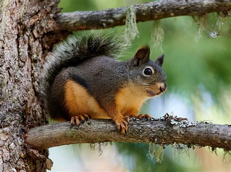 💦 (SEX) Local-Squirrel 4572 Onlyfans Leaked