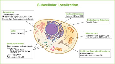 Localization of Organelle Proteins