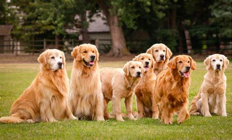 Located in beautiful Eagle, Idaho, Tamarack Goldens are reputable breeders dedicated to prioritizing quality over quantity