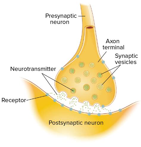 Lock and key model of synaptic transmission - Psychology Wiki