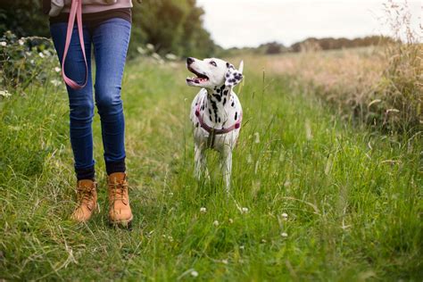 Lockjaw in Dogs PetMD