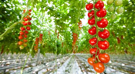 Locuri munca elvetia fructe legume