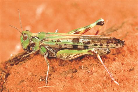 Locust 사용법