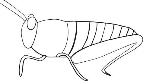Locusts Drawing