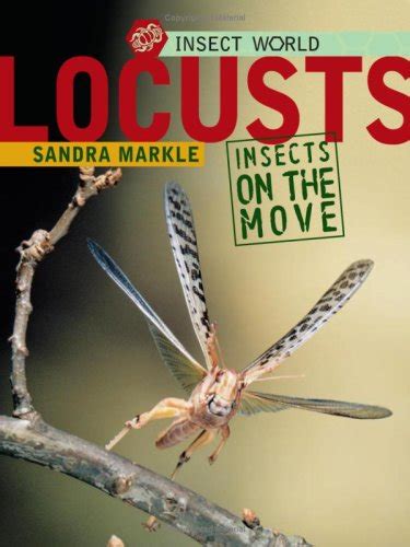 Locusts Insects On The Move