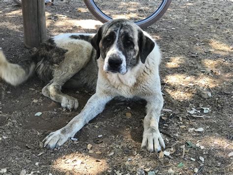 Lofzang op Spaanse Mastiff als hulp van de herder