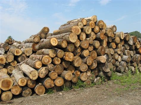 Logs. Things To Know About Logs. 