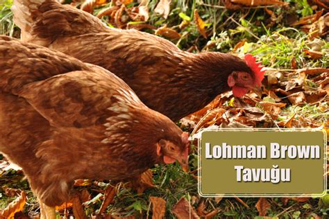 Lohman brown tavuk özellikleri