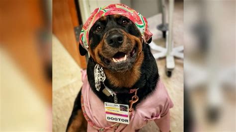 Loki, a 5-year-old Rottweiler, honored with “Dogtorate” from University of Maryland Baltimore
