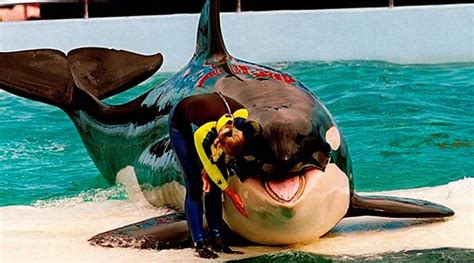 Lolita the orca dies at Miami Seaquarium after half-century in captivity