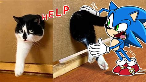 Lols !! Sonic Helps Stupid Cat 😾🐶 Sonic the Hedgehog in ... - YouTube